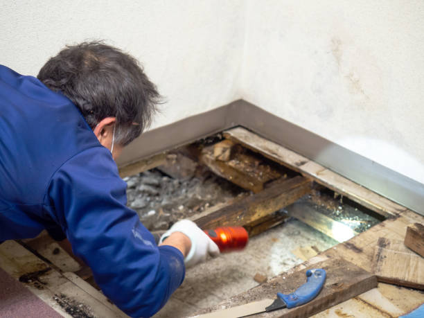 Best Home Mold Removal  in Irvington, NY