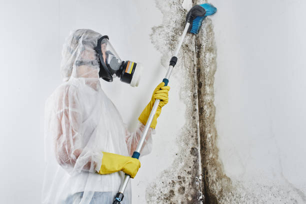 Best Black Mold Removal  in Irvington, NY