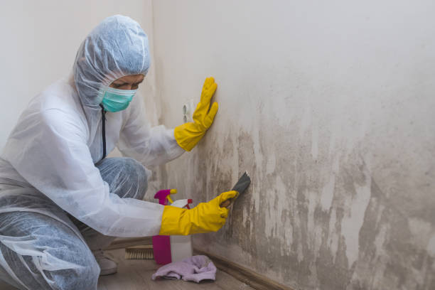 Mold Testing and Removal in Irvington, NY