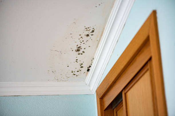 Best Home Mold Removal  in Irvington, NY