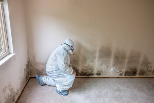 Professional Mold Removal in Irvington, NY