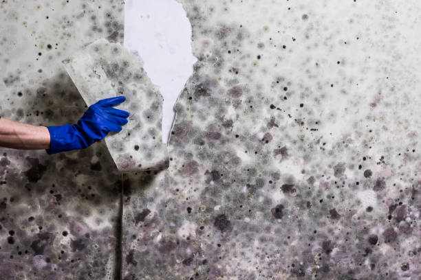 Best Mold Removal and Inspection  in Irvington, NY