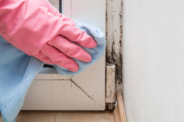 Best Mold Remediation  in Irvington, NY